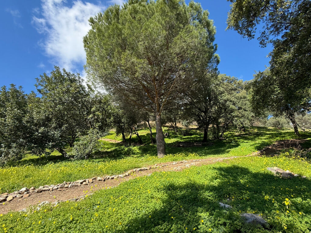 Land Casares Málaga