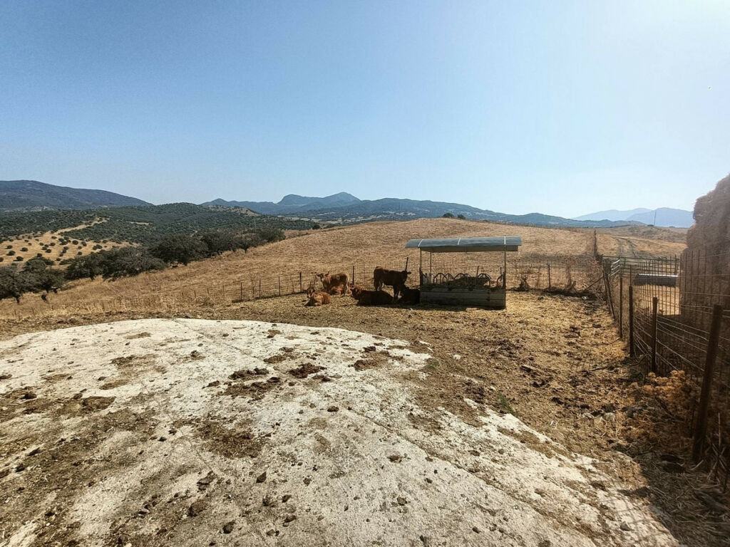 Farm Gaucín Málaga - image 10