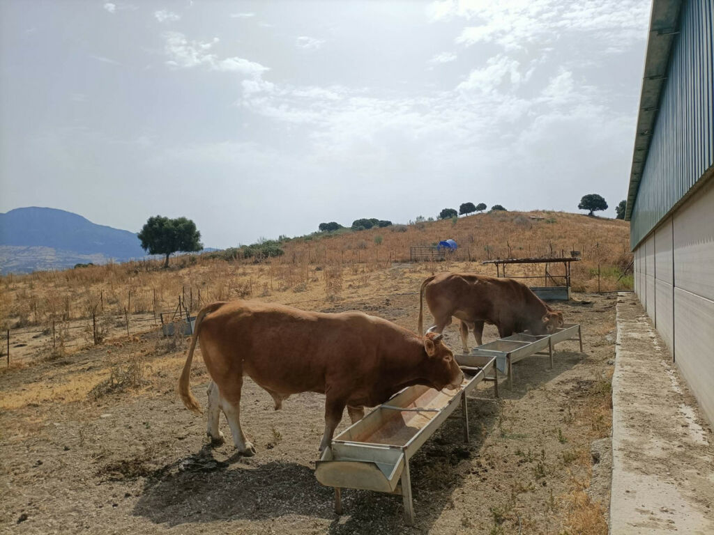 Farm Gaucín Málaga - image 10
