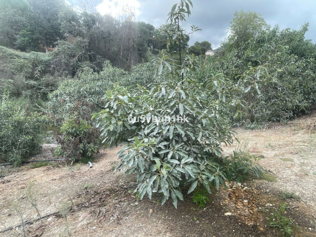 Finca - Cortijo Coín Málaga - image 12