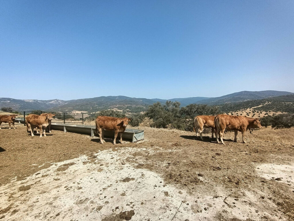 Farm Gaucín Málaga - image 11
