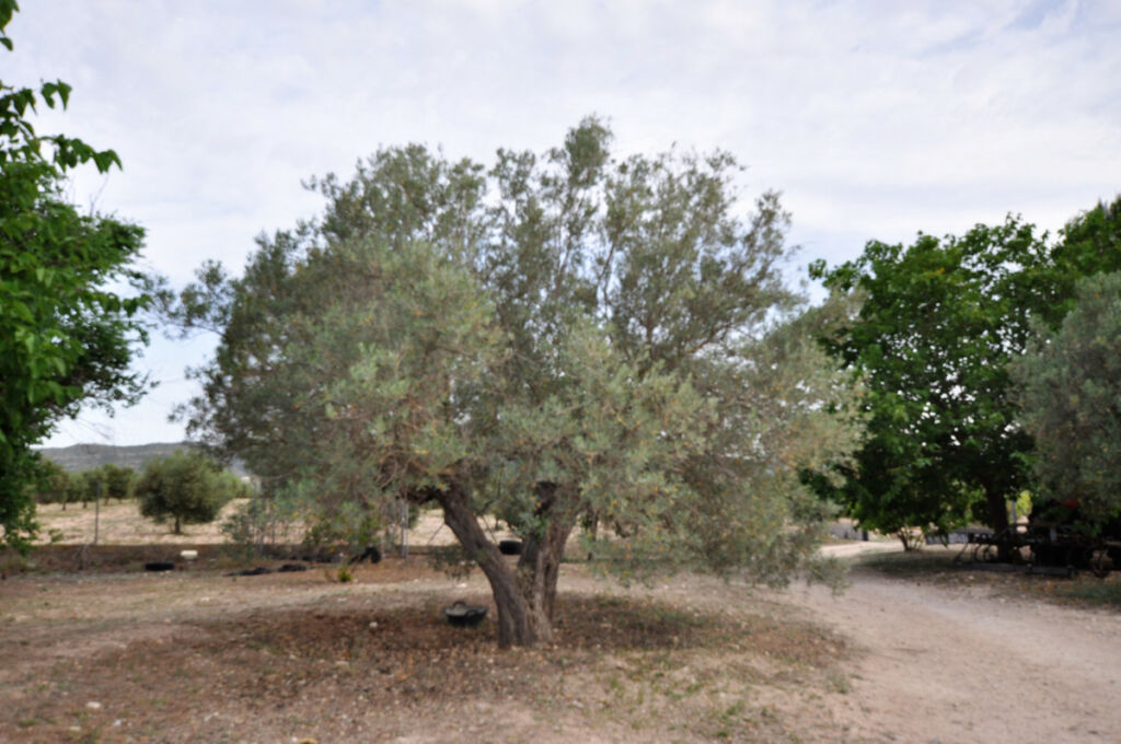 Finca - Cortijo Salinas Alicante - image 13