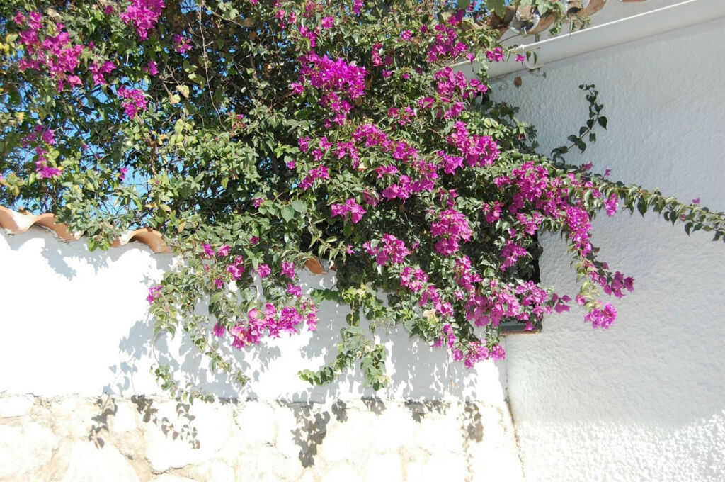 Detached Villa Mijas Costa Málaga - image 15