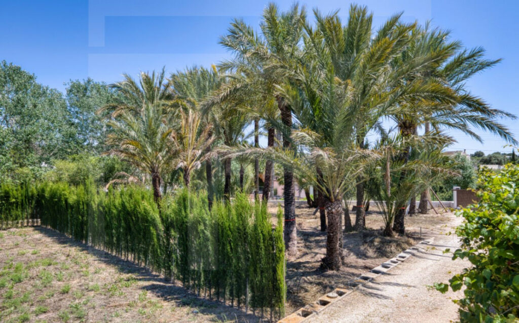 Finca - Cortijo Teulada Alicante - image 16