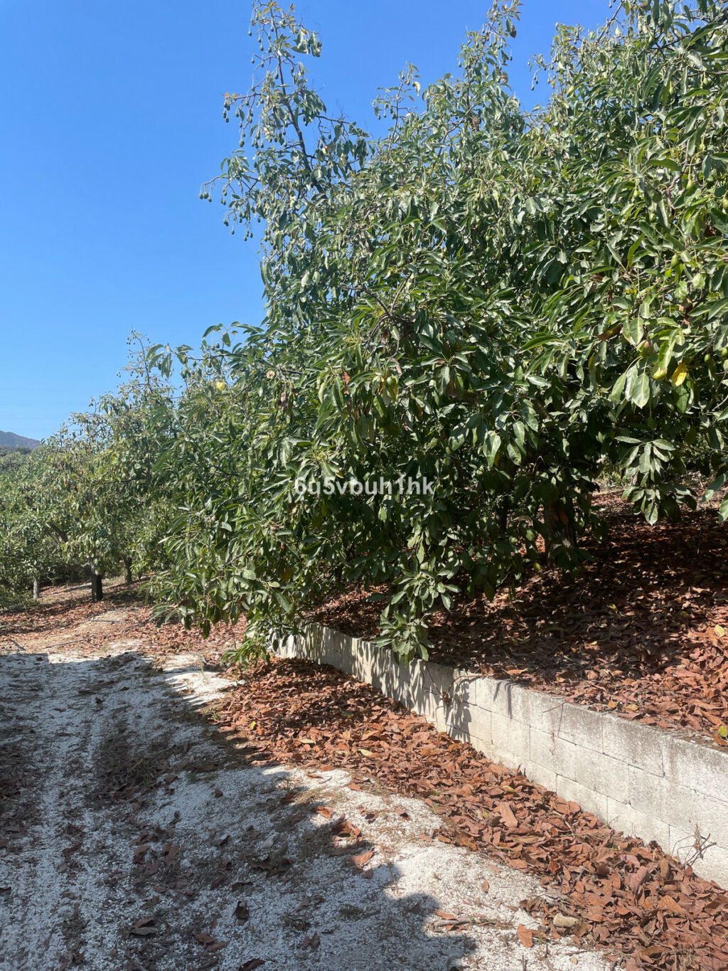Finca - Cortijo Coín Málaga - image 16