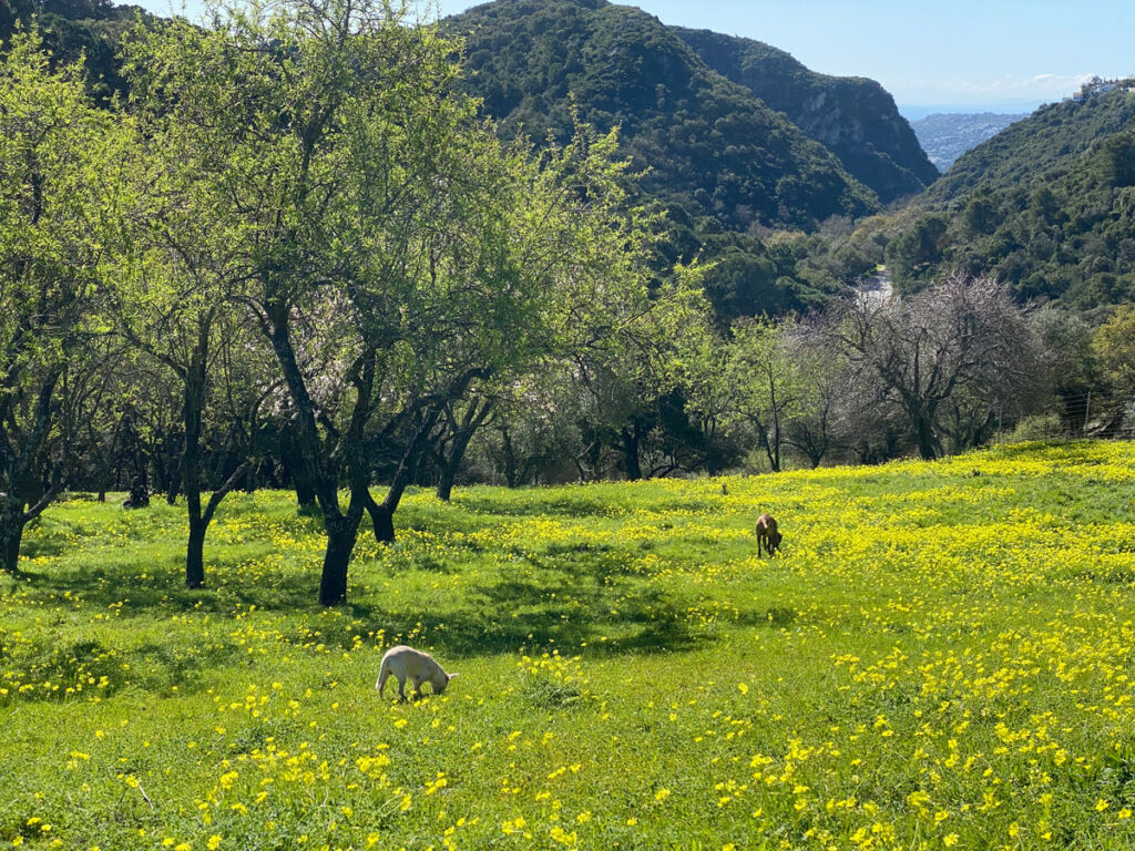 Land Casares Málaga - image 18