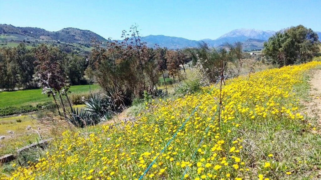 Farm Coín Málaga - image 18