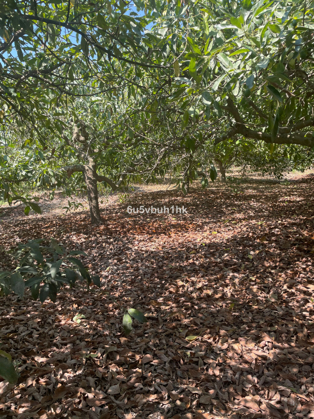 Finca - Cortijo Coín Málaga - image 19
