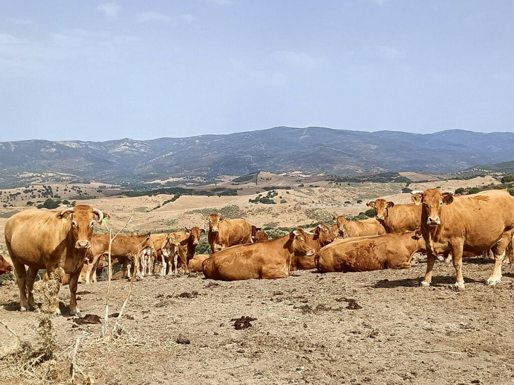 Farm Gaucín Málaga
