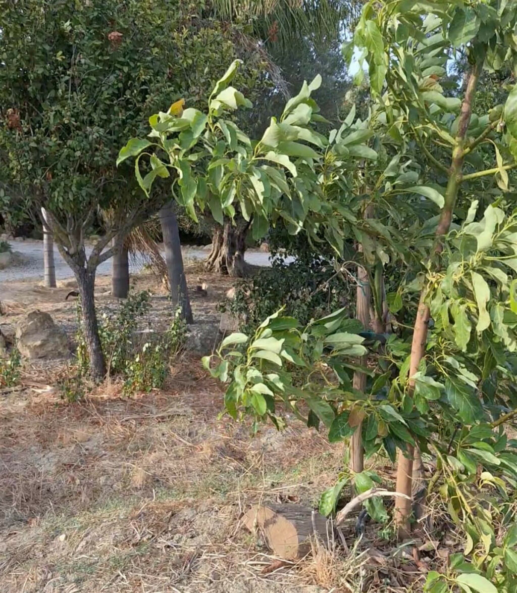 Finca - Cortijo San Martín de Tesorillo Cádiz - image 21