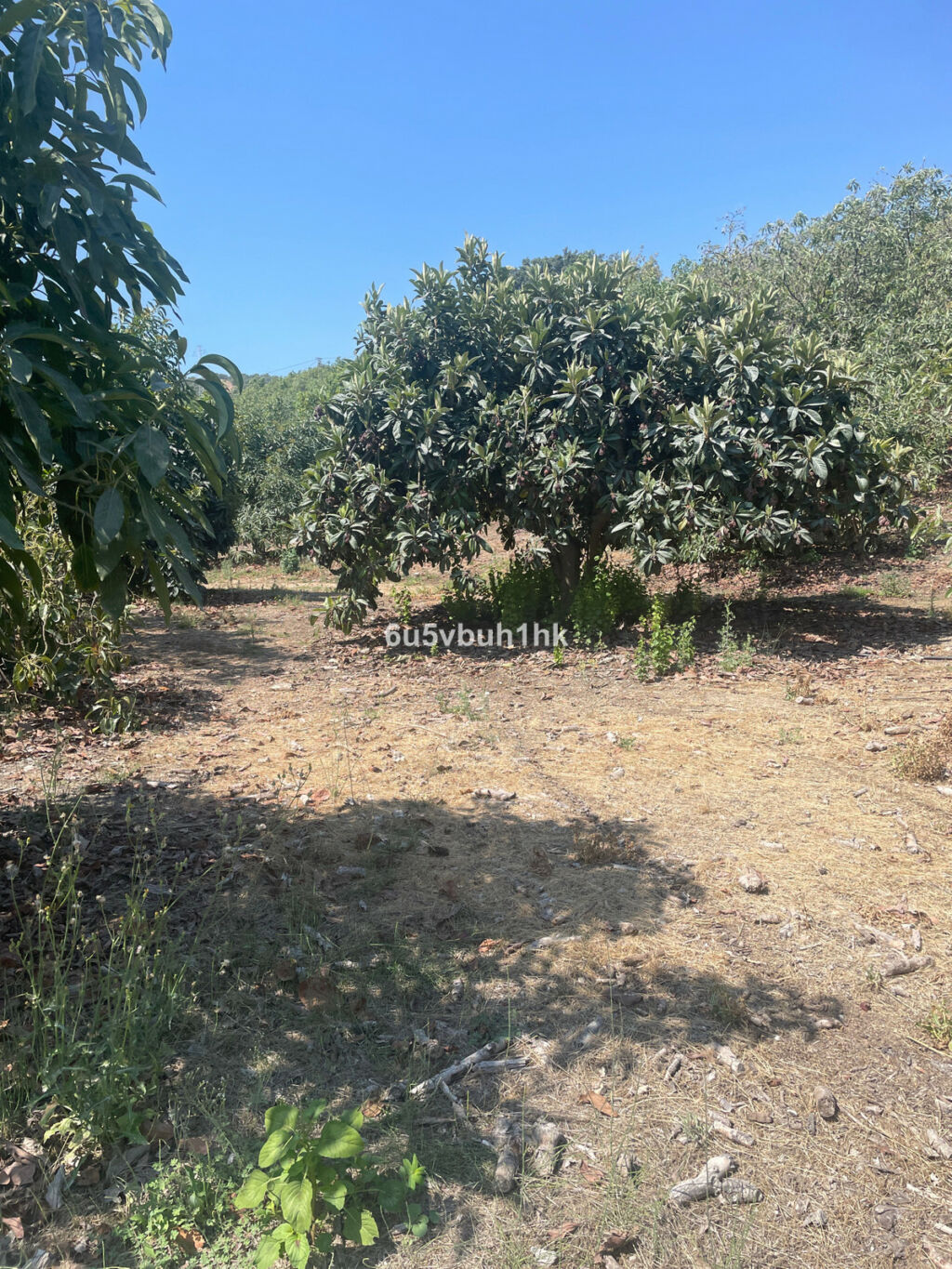 Finca - Cortijo Coín Málaga - image 22