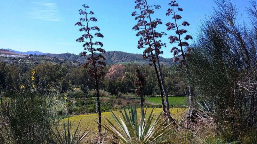 Farm Coín Málaga - image 22