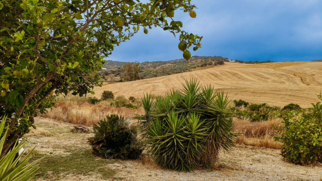 Finca - Cortijo Almogía Málaga - image 25