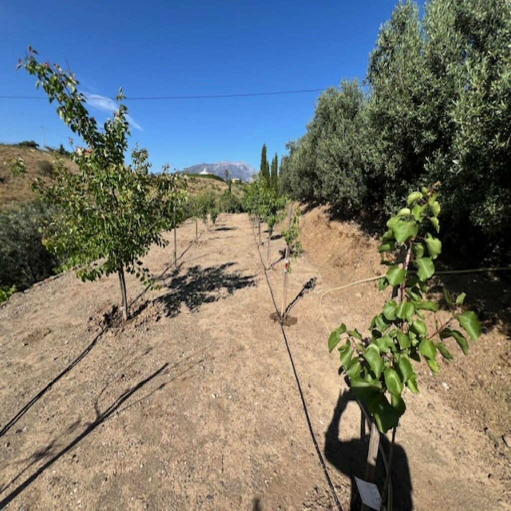 Finca - Cortijo Viñuela Málaga - image 26