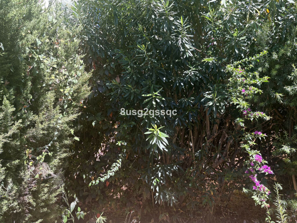 Semi-Detached House Bel Air Málaga - image 26
