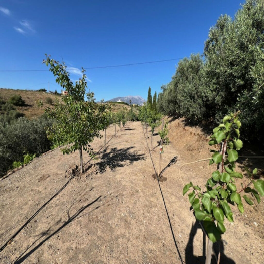 Finca - Cortijo Viñuela Málaga - image 27
