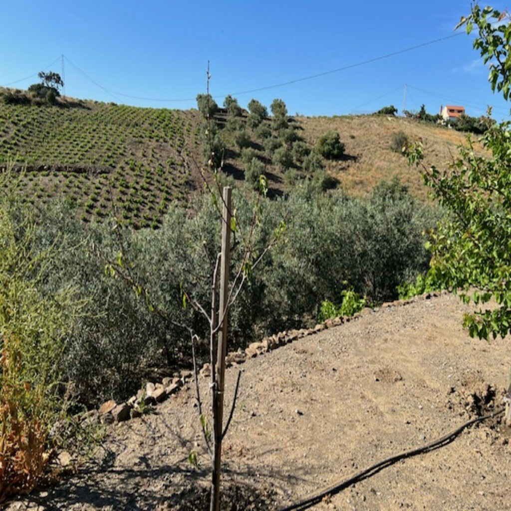 Finca - Cortijo Viñuela Málaga - image 28