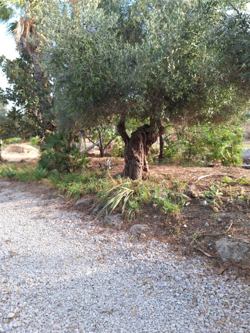 Finca - Cortijo San Martín de Tesorillo Cádiz - image 28