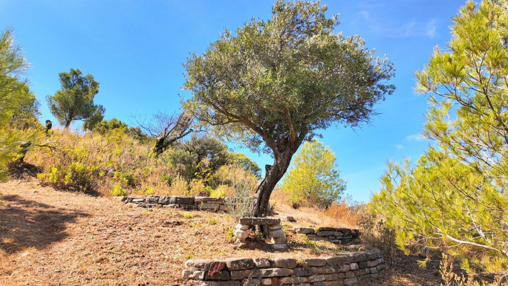 Finca - Cortijo Ardales Málaga - image 29