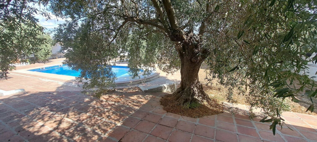 Finca - Cortijo Alora Málaga - image 3
