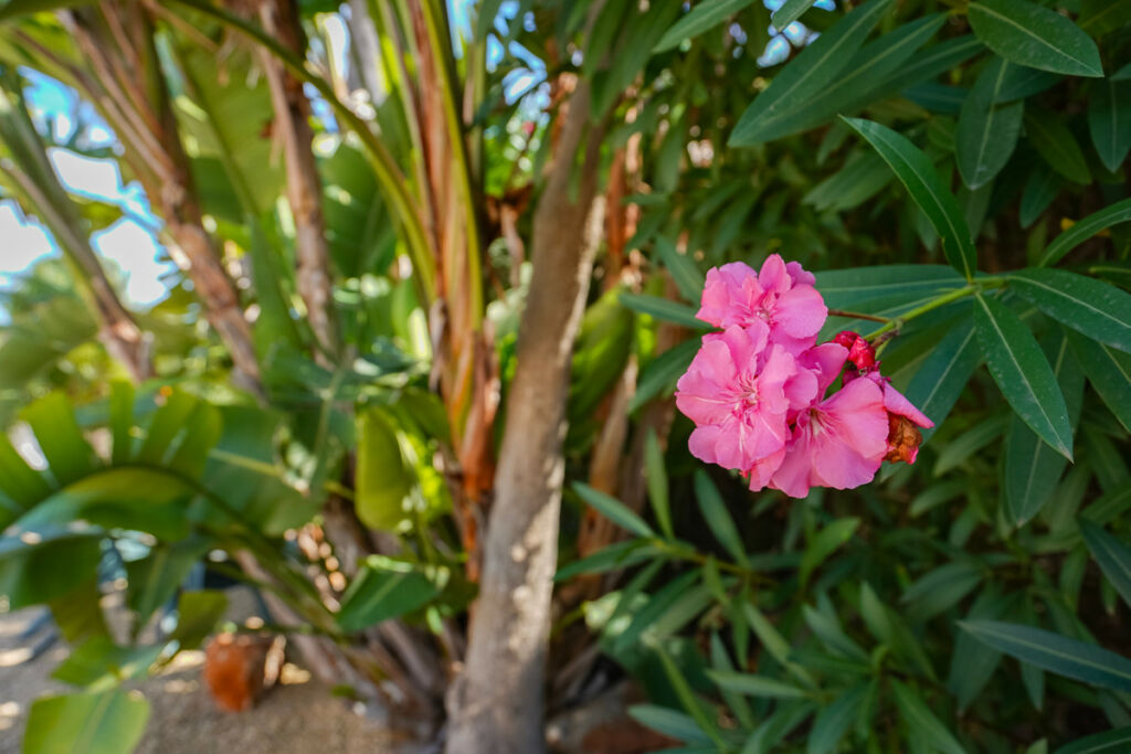 Detached Villa Javea Alicante - image 35