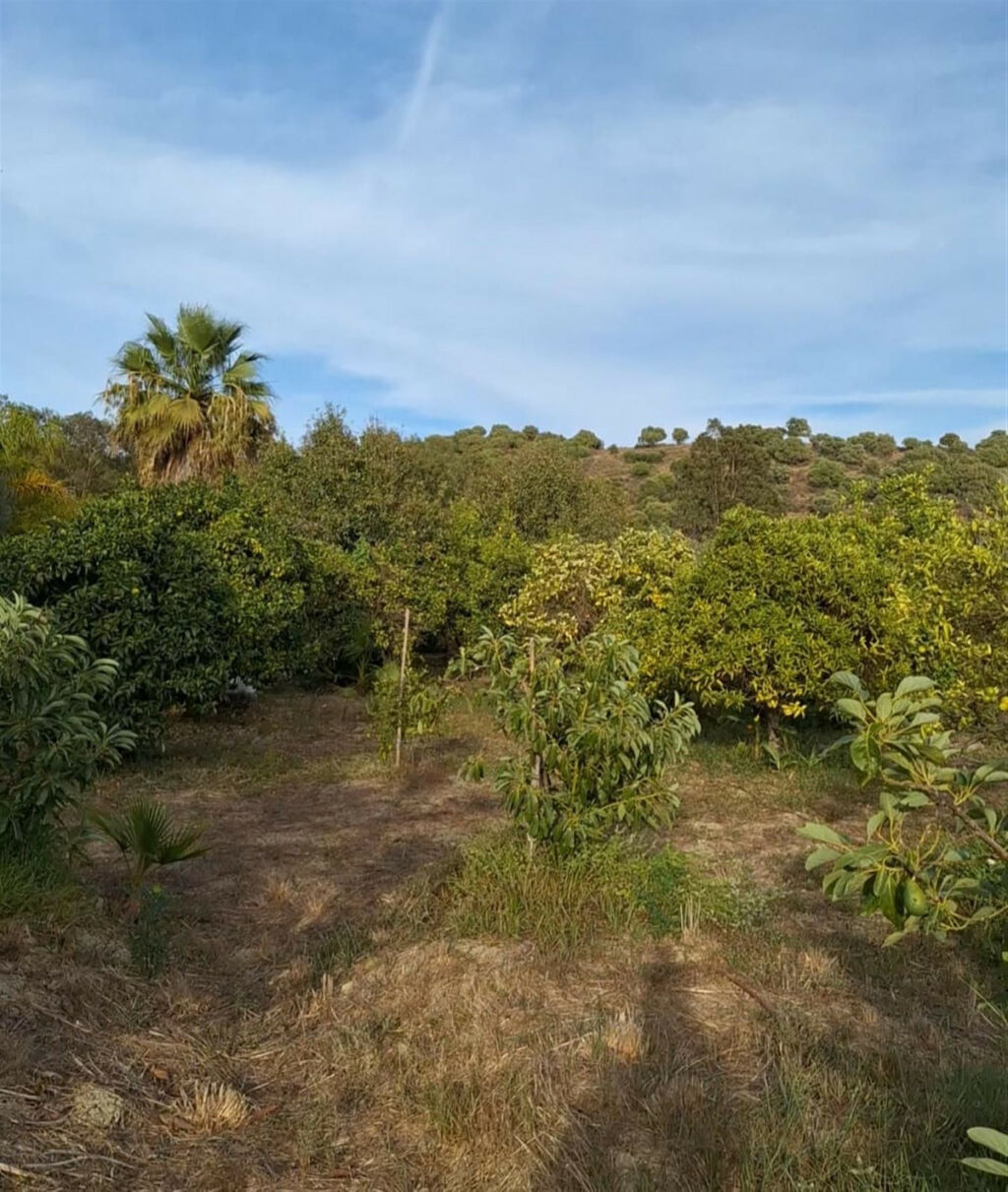 Finca - Cortijo San Martín de Tesorillo Cádiz - image 37