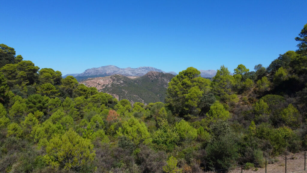 Finca - Cortijo Gaucín Málaga - image 4