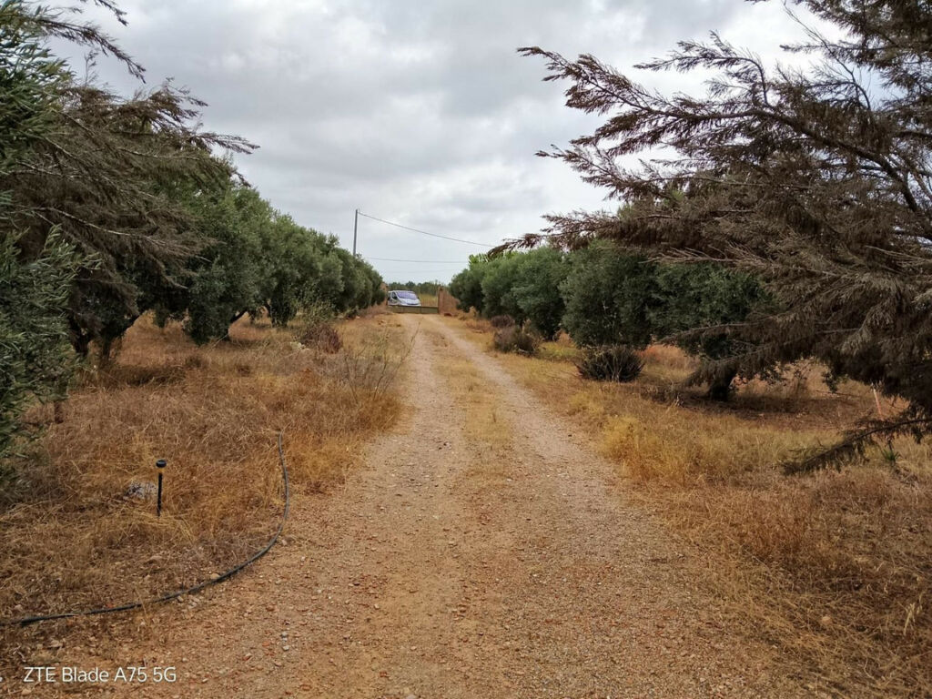 Finca - Cortijo La Magdalena Murcia - image 4