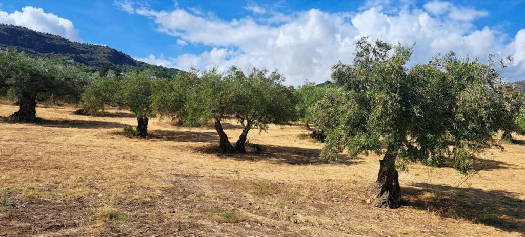Finca - Cortijo Alora Málaga - image 46