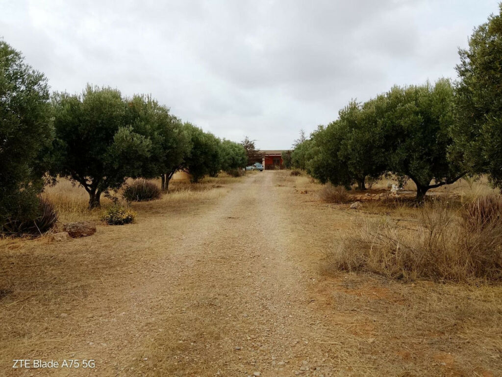 Finca - Cortijo La Magdalena Murcia - image 5