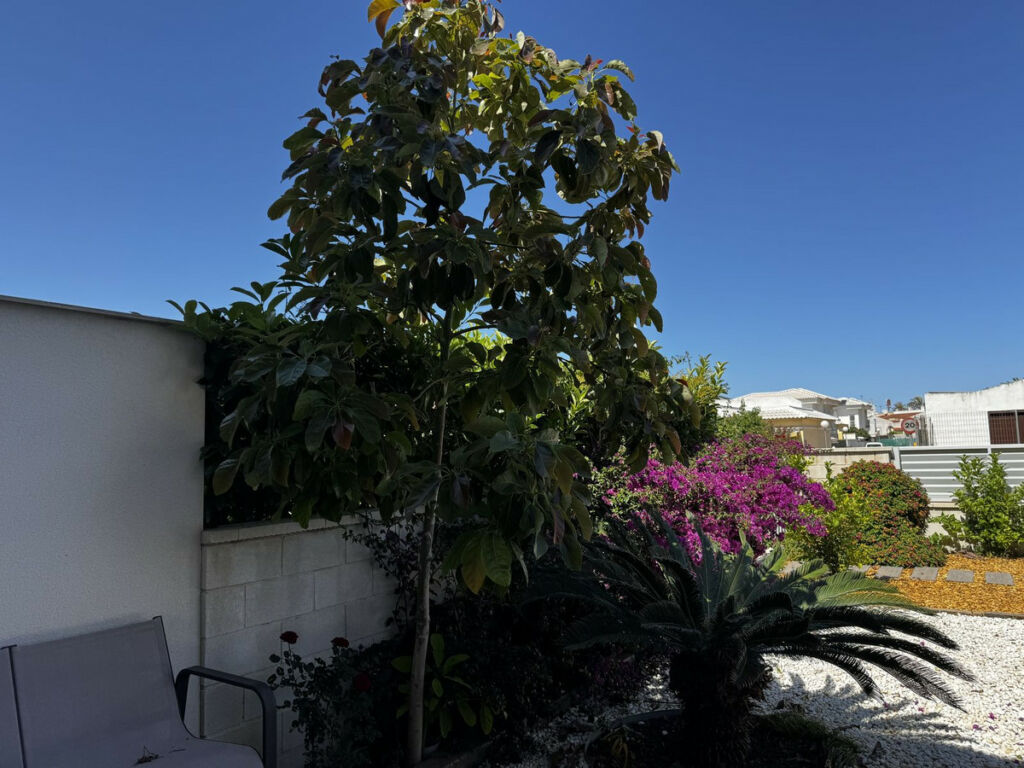 Ground Floor Apartment Torrevieja Alicante - image 5