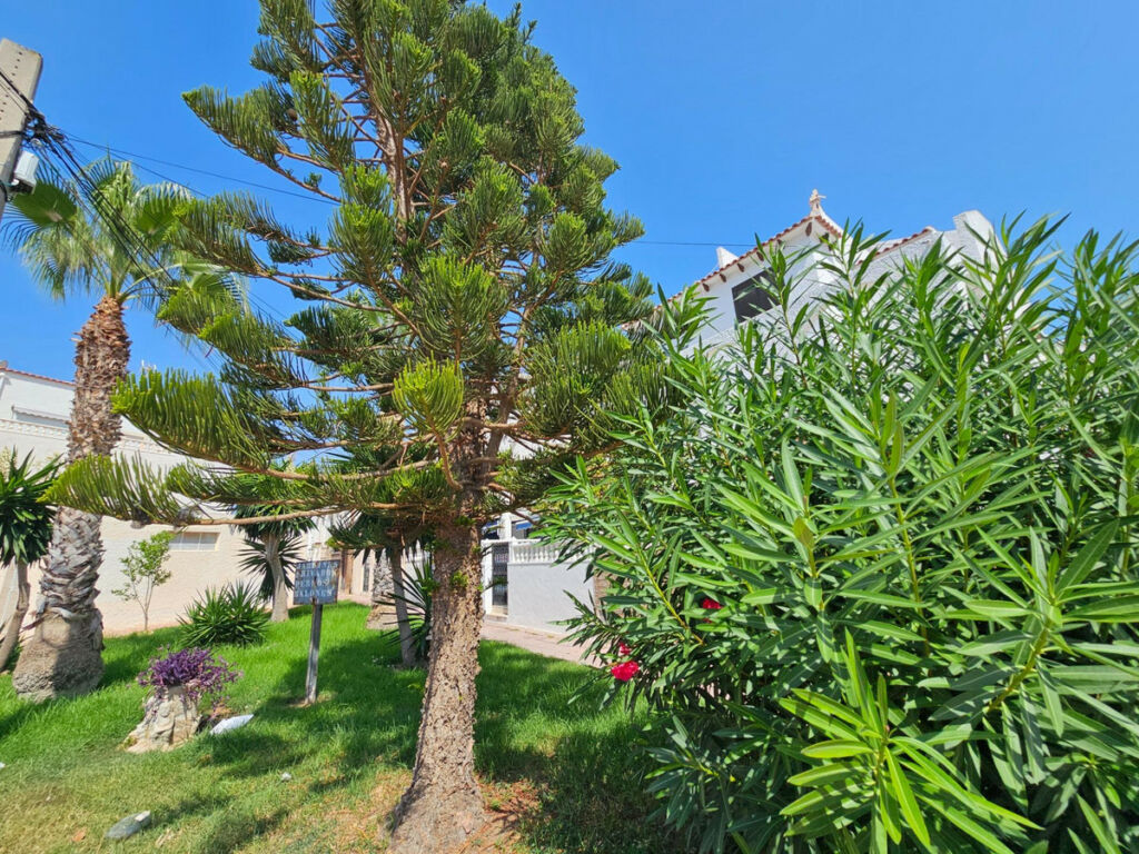 Bungalow Torrevieja Alicante - image 6