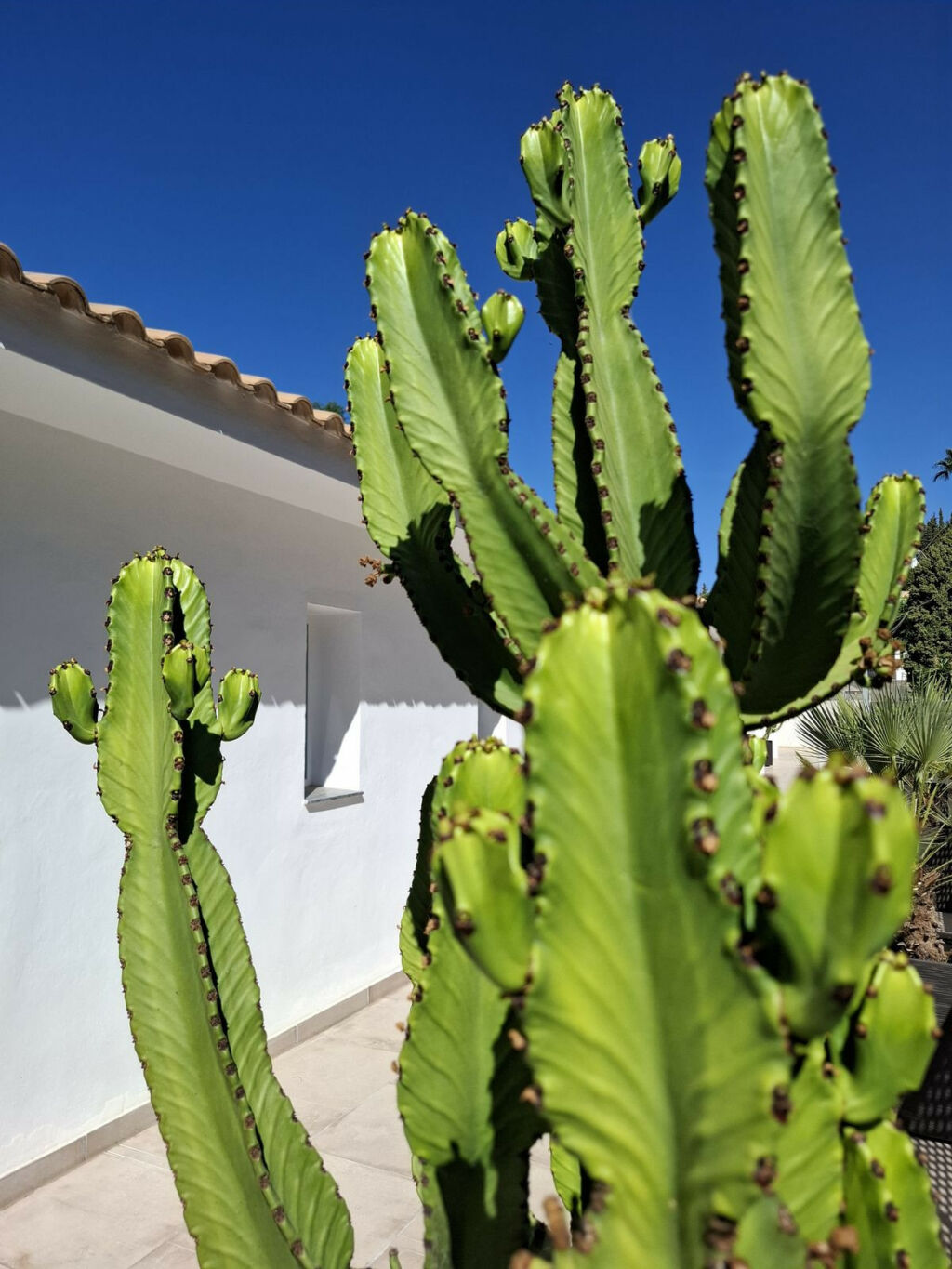 Detached Villa Mijas Málaga - image 59