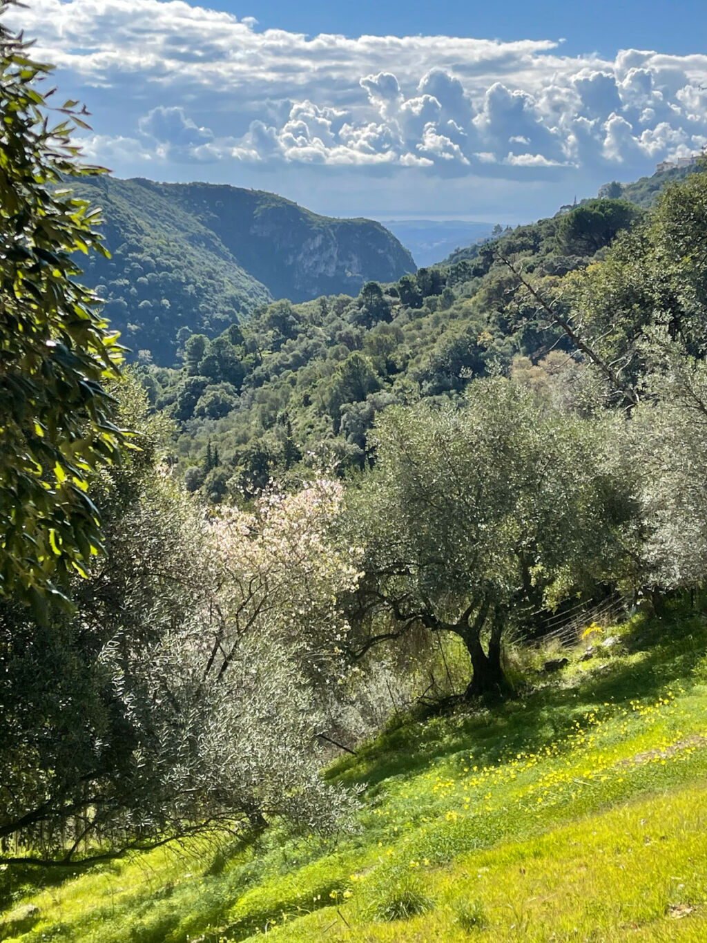 Land Casares Málaga - image 7
