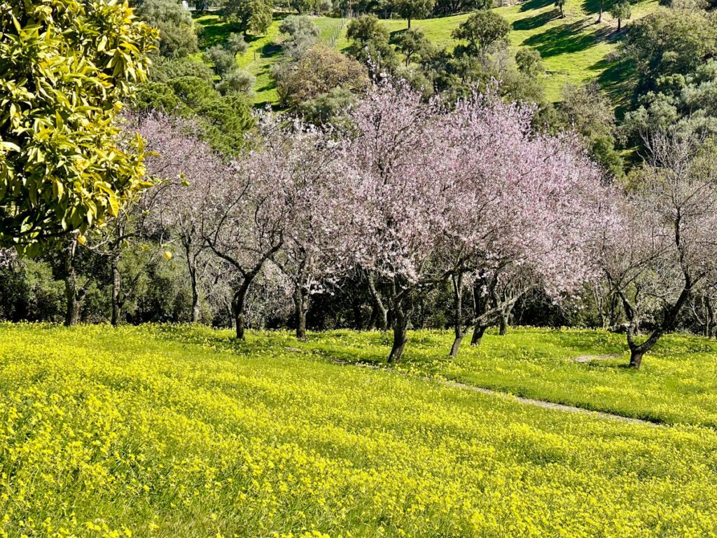 Land Casares Málaga - image 9