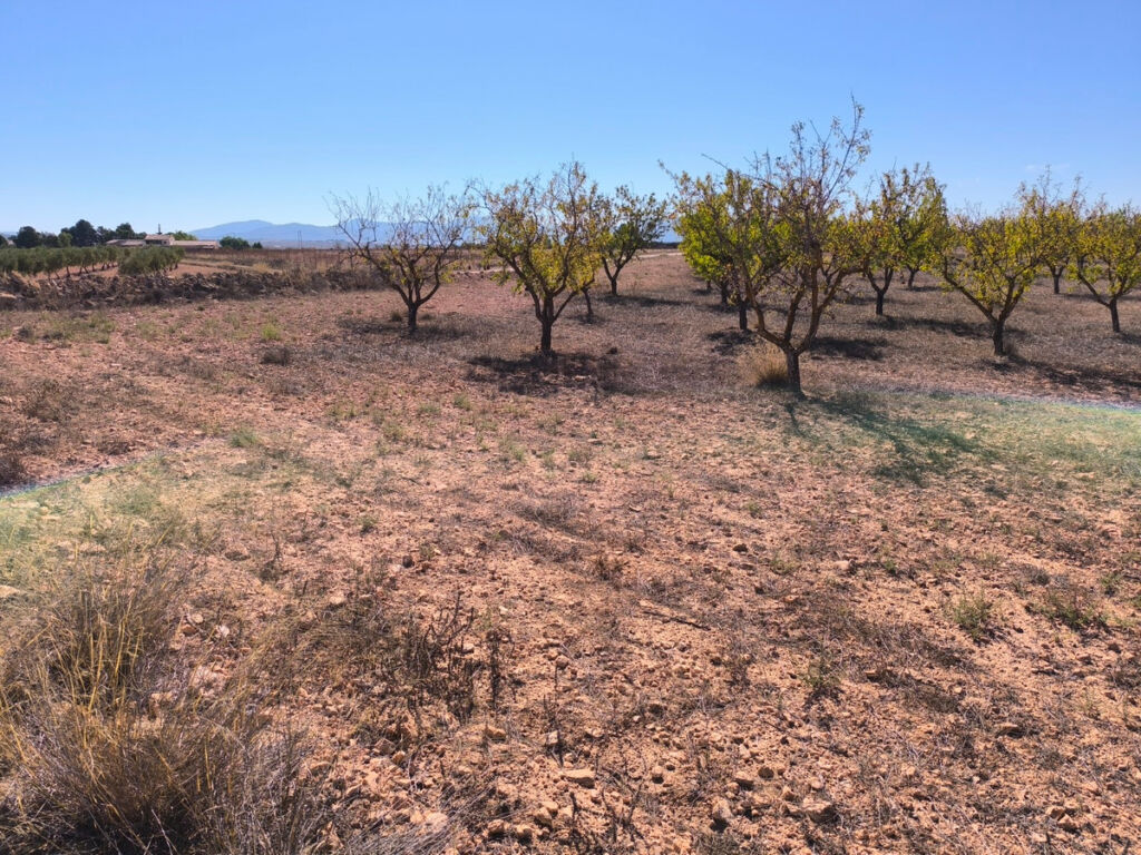 Land Pinoso Alicante