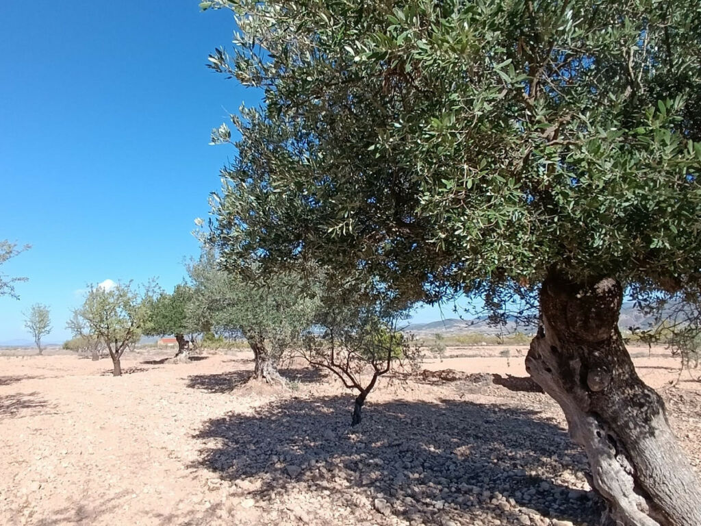 Finca - Cortijo Jumilla Murcia - image 12
