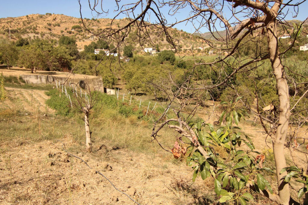 Finca - Cortijo Tolox Málaga - image 12