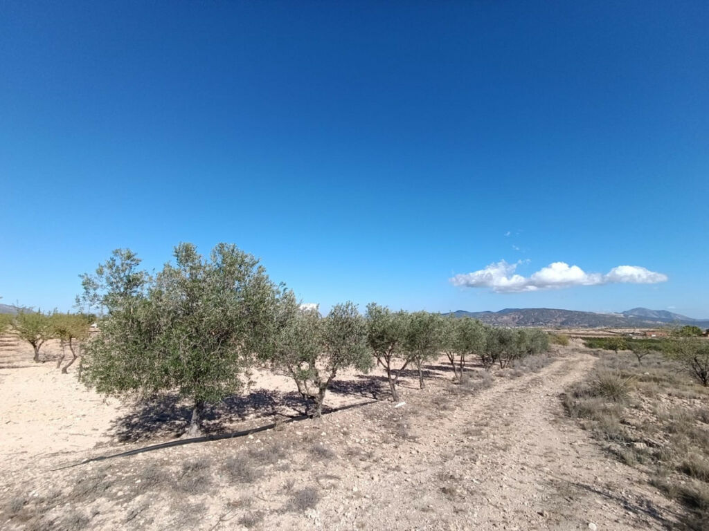 Finca - Cortijo Jumilla Murcia - image 14