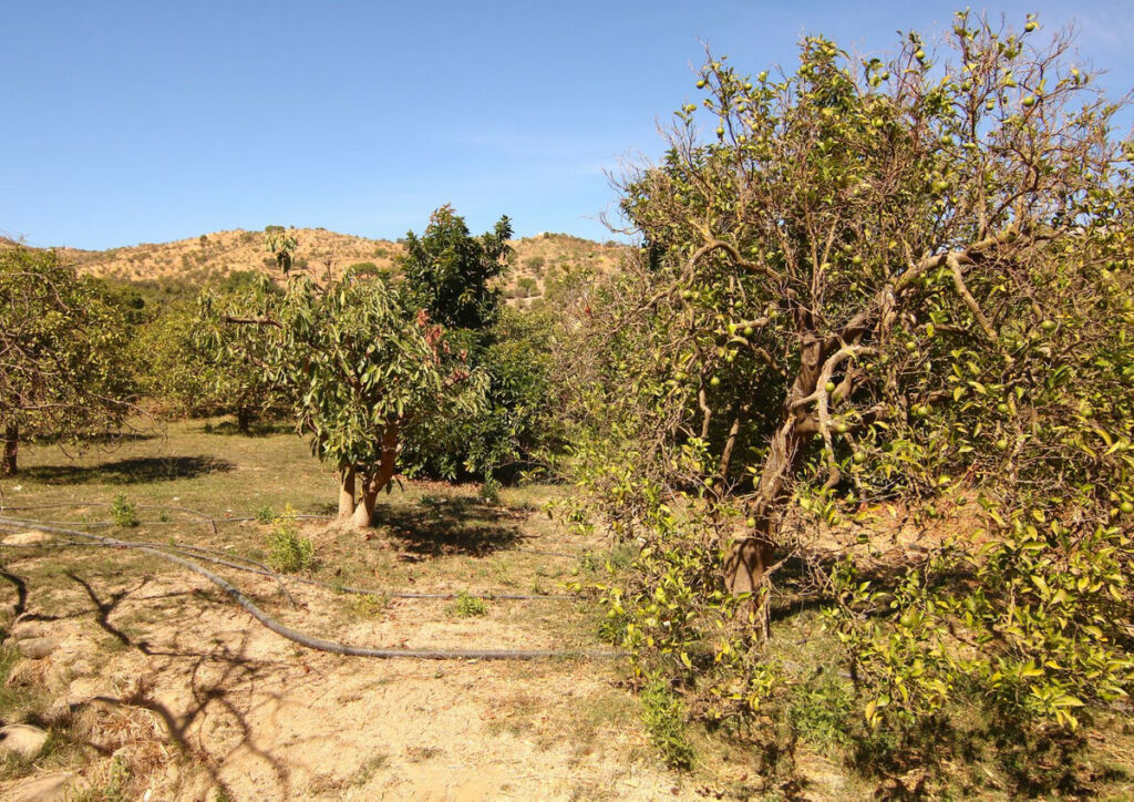 Finca - Cortijo Tolox Málaga - image 14