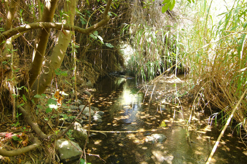Finca - Cortijo Tolox Málaga - image 16