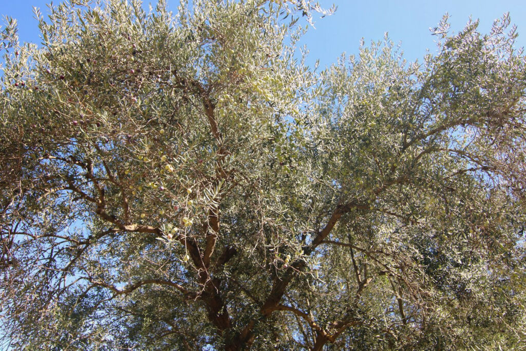 Finca - Cortijo Tolox Málaga - image 17