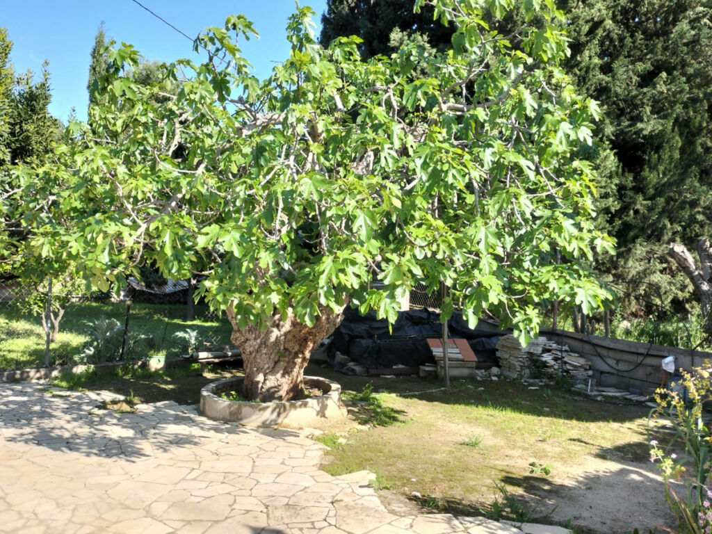 Detached Villa Elda Alicante - image 17