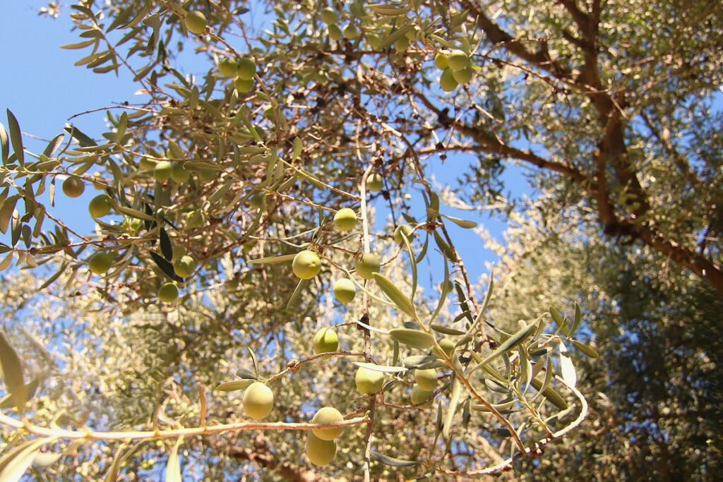 Finca - Cortijo Tolox Málaga - image 18