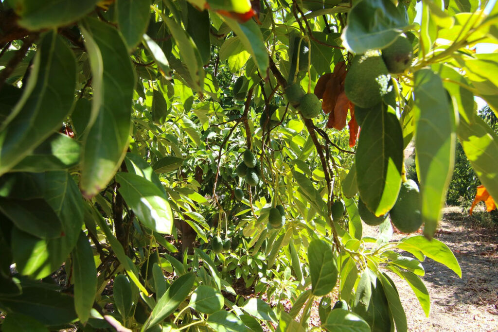 Finca - Cortijo Tolox Málaga - image 19