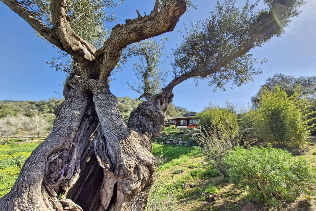 Finca - Cortijo Coín Málaga - image 19