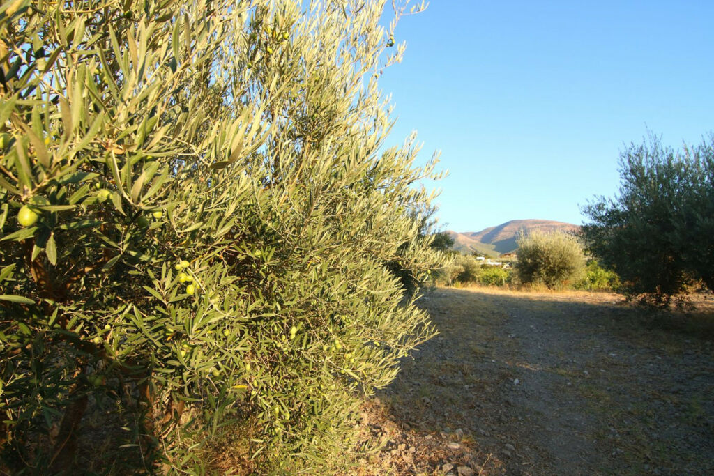 Detached Villa Alhaurín el Grande Málaga - image 19
