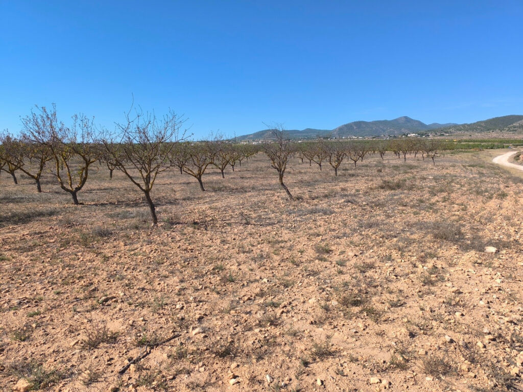 Land Pinoso Alicante - image 2