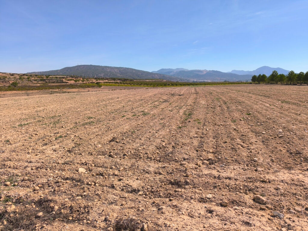 Land Pinoso Alicante - image 2