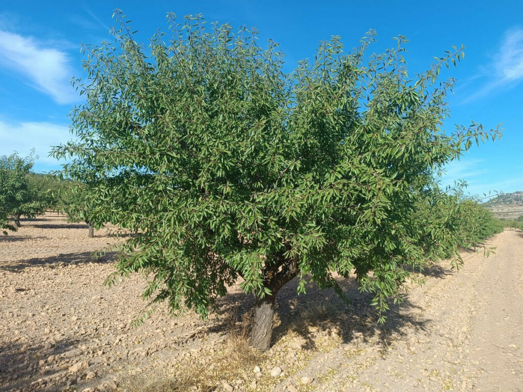 Land Yecla Murcia - image 2